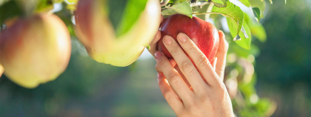 photo of person picking the ripest apple from the tree.